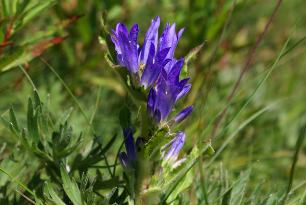  una genziana? no, Campanula glomerata