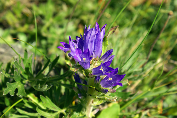  una genziana? no, Campanula glomerata