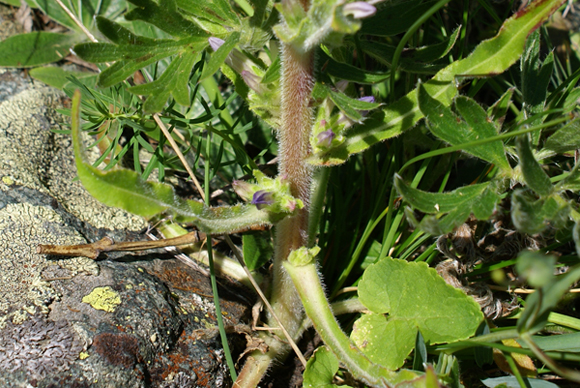  una genziana? no, Campanula glomerata