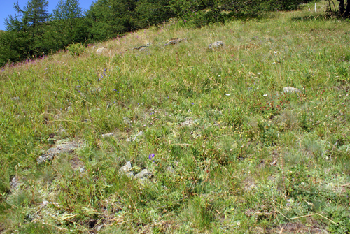  una genziana? no, Campanula glomerata
