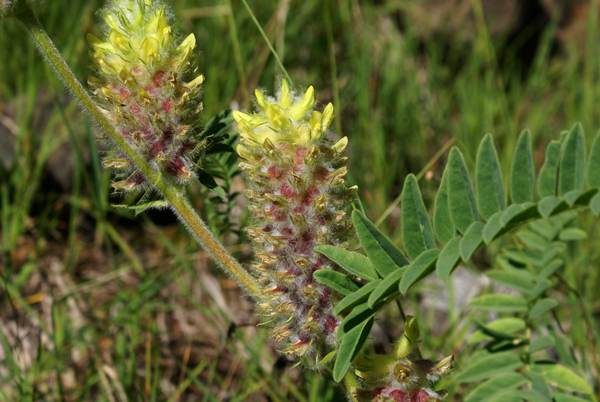 Astragalus alopecurus / Astragalo maggiore
