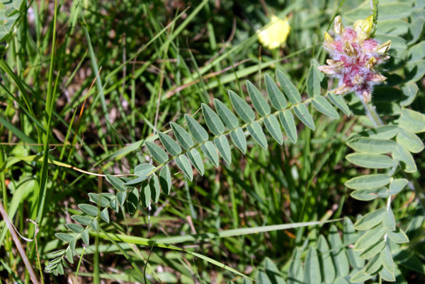 Astragalus alopecurus / Astragalo maggiore
