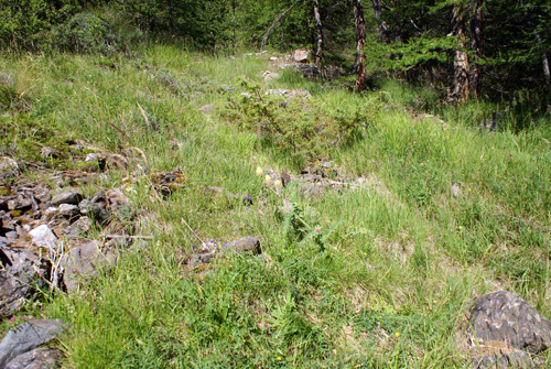Astragalus alopecurus / Astragalo maggiore