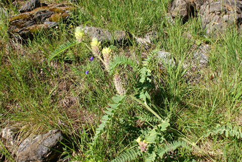 Astragalus alopecurus / Astragalo maggiore