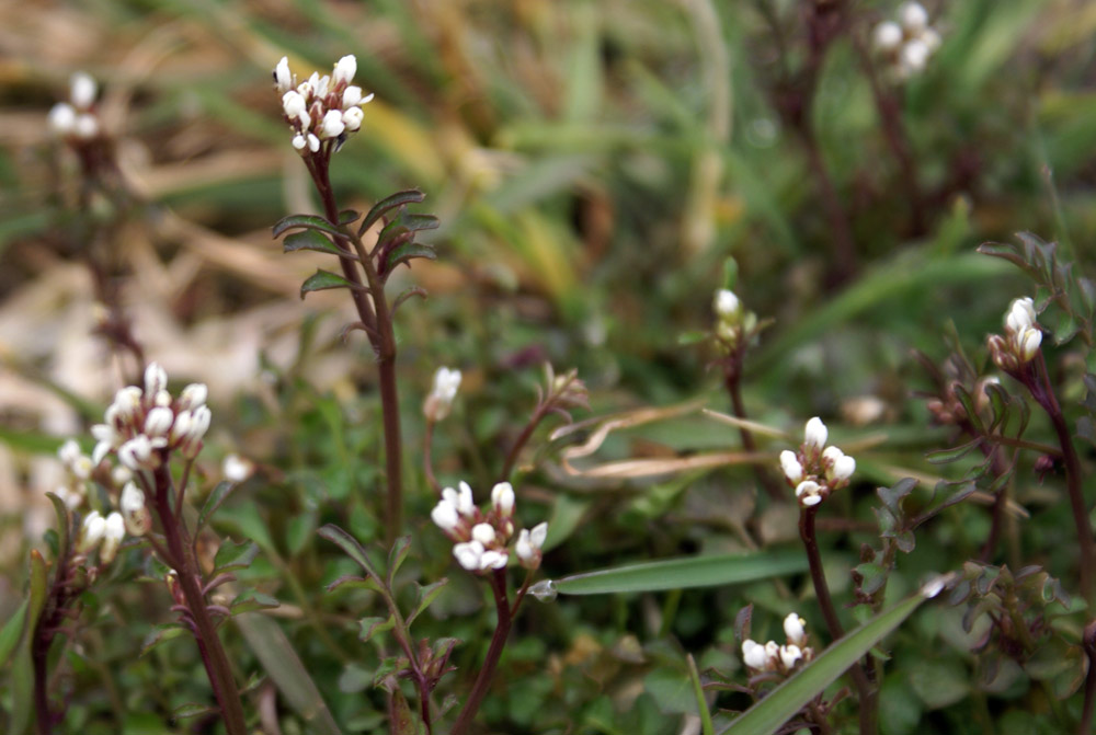 Cardamine hirsuta