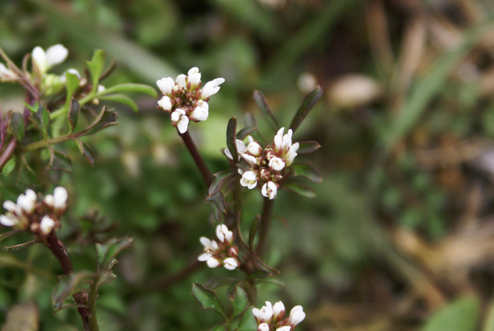 Cardamine hirsuta