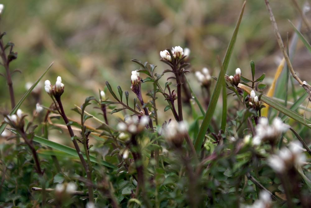 Cardamine hirsuta