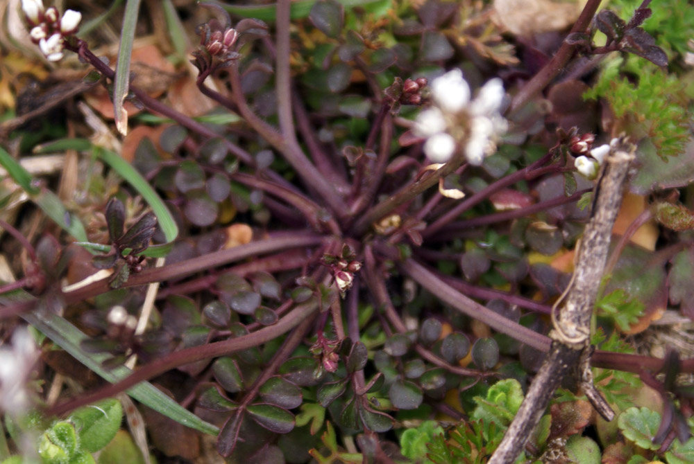 Cardamine hirsuta