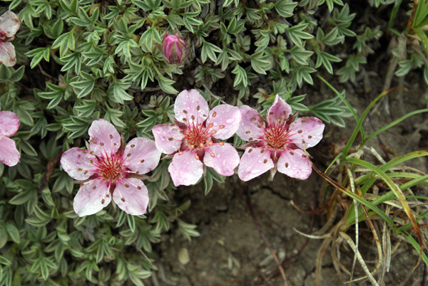 Cuscinetto di roselline - Potentilla nitida