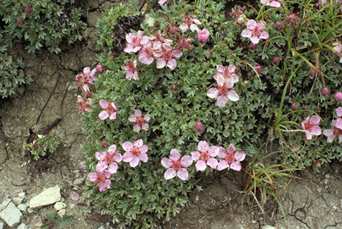Cuscinetto di roselline - Potentilla nitida