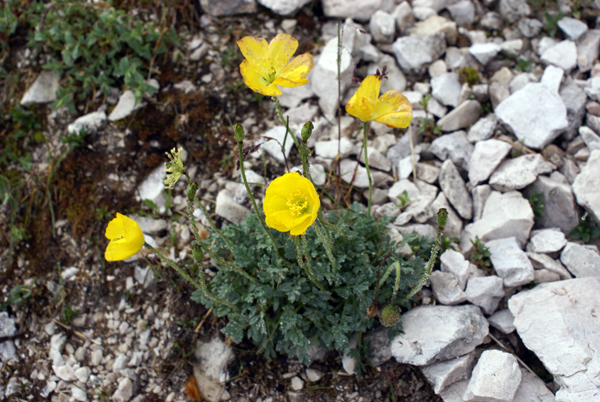 Papaver alpinus