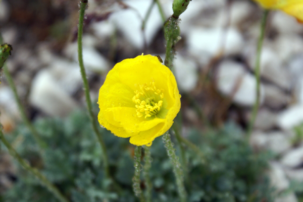 Papaver alpinus