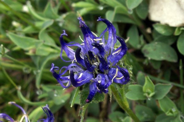 Phyteuma orbiculare / Raponzolo montano