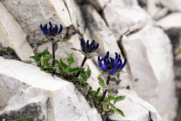 Phyteuma sieberi / Raponzolo di Sieber