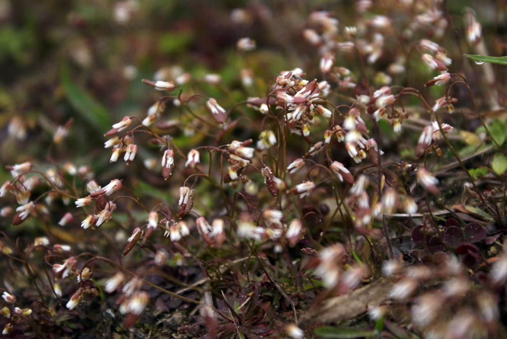 Erophila verna