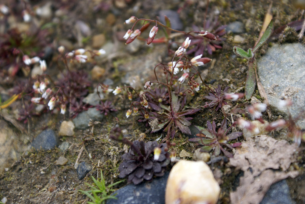 Erophila verna