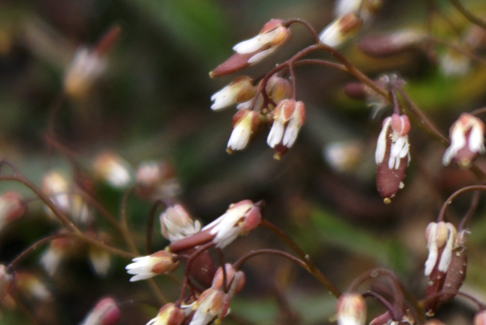 Erophila verna