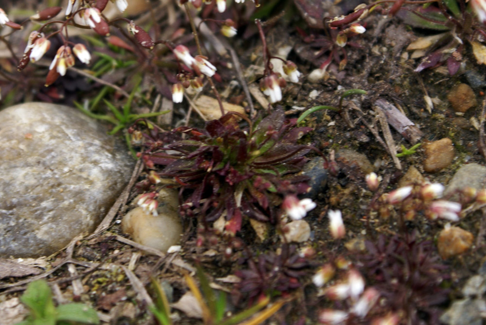Erophila verna