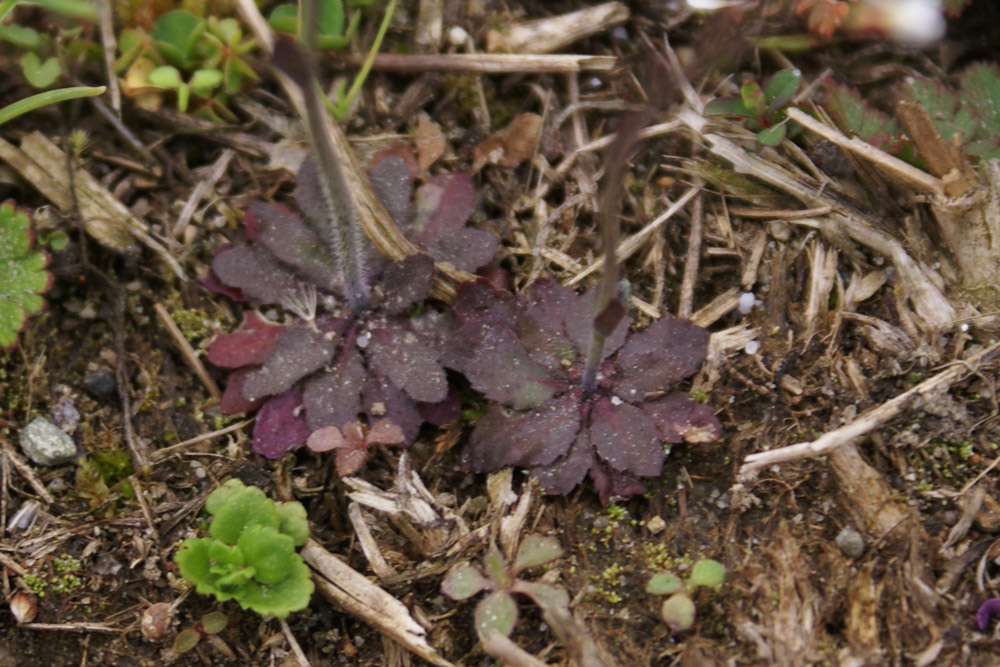 Arabidopsis thaliana / Arabetta comune