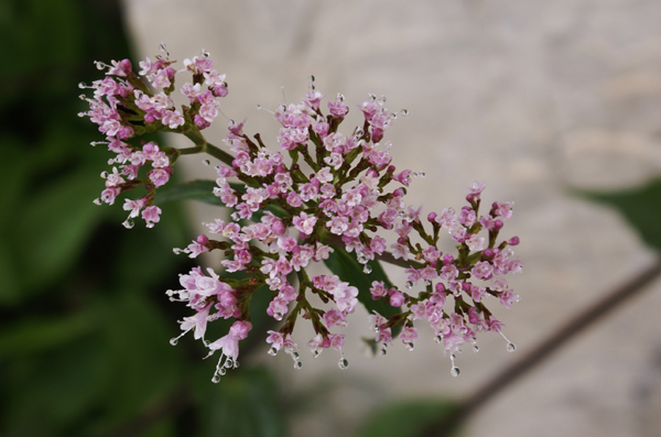 altro fiore dolomitico Valeriana montana