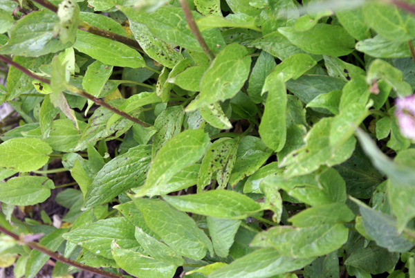 altro fiore dolomitico Valeriana montana