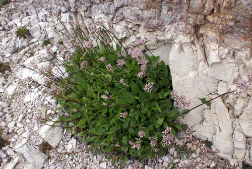 altro fiore dolomitico Valeriana montana