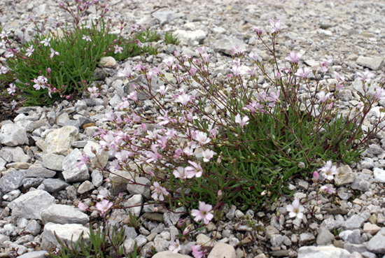 Gypsophila repens / Gipsofila strisciante