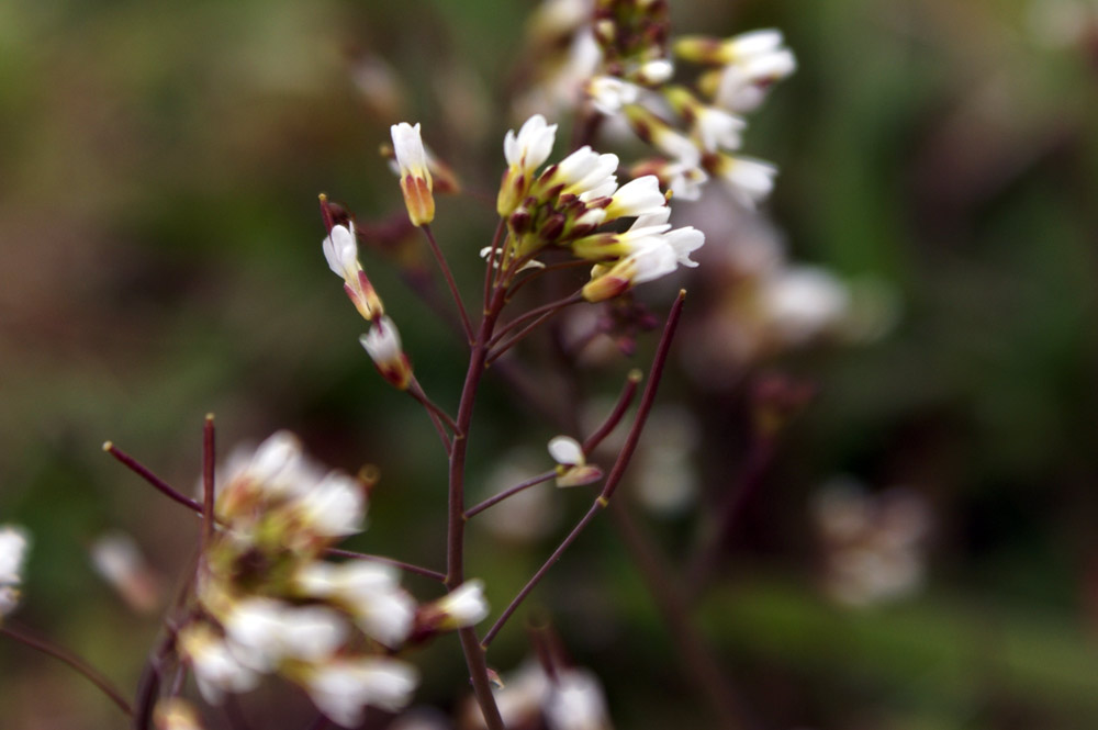 Arabidopsis thaliana / Arabetta comune