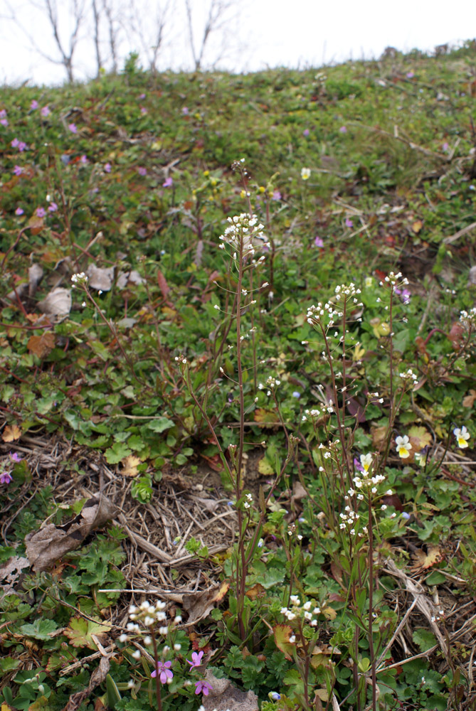 Capsella rubella / Borsapastore annuale