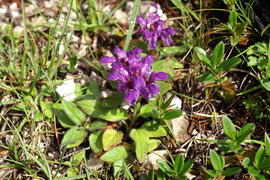 pianta comune - Prunella grandiflora