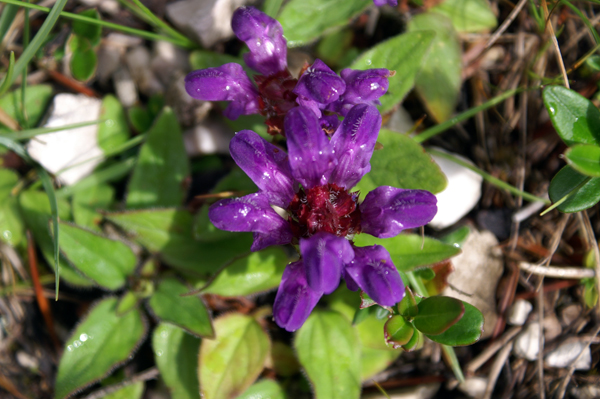 pianta comune - Prunella grandiflora