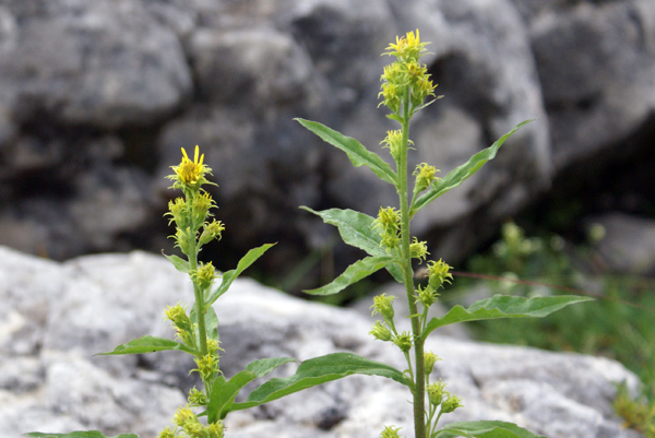 Solidago virgaurea