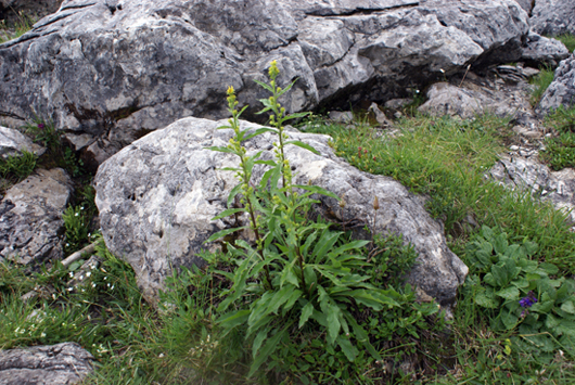 Solidago virgaurea