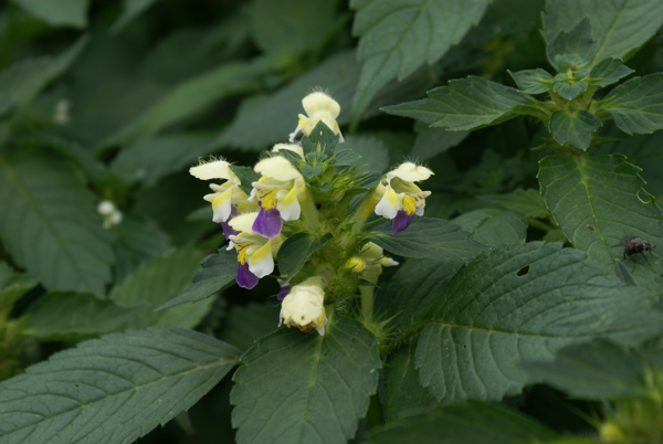 Galeopsis speciosa / Canapetta screziata
