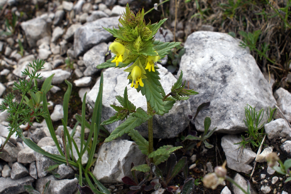 rinanthus