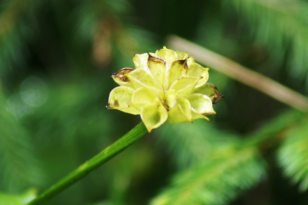 Caltha palustris