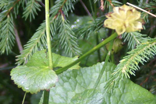 Caltha palustris