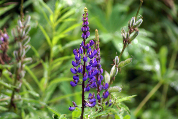 Lupinus polyphyllus / Lupino a foglie multiple