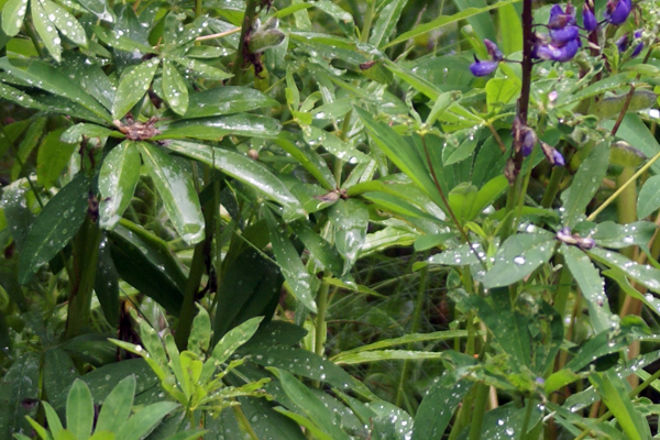 Lupinus polyphyllus / Lupino a foglie multiple