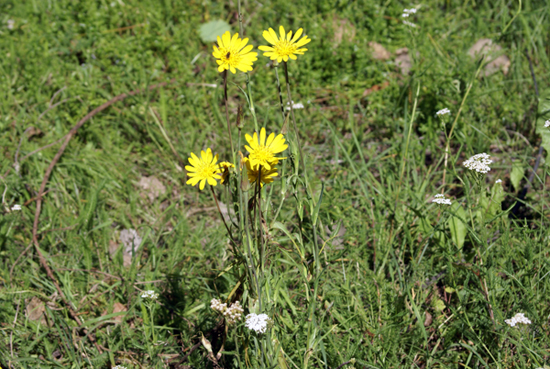 Asteracea - Tragopogon sp.