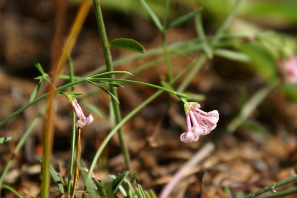Asperula cynanchica