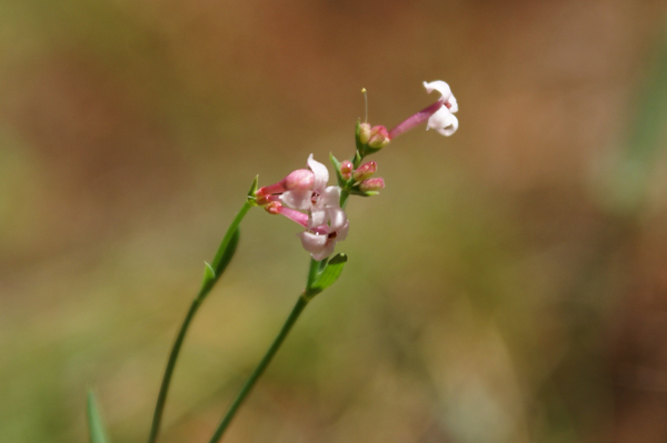 Asperula cynanchica