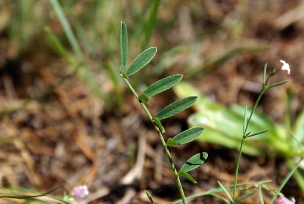 Asperula cynanchica