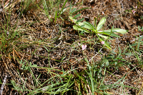 Asperula cynanchica