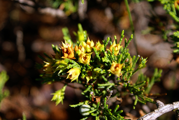 Che arbusto ? Juniperus sabina