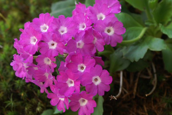 val di Gressoney - Primula hirsuta