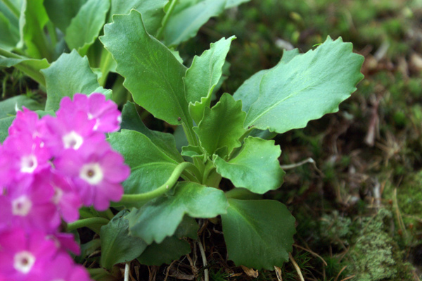 val di Gressoney - Primula hirsuta