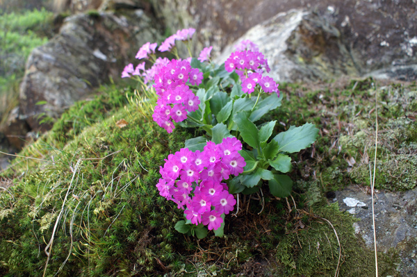val di Gressoney - Primula hirsuta