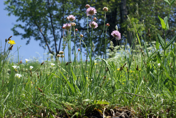 Gressoney - Armeria arenaria (=A.plantaginea)