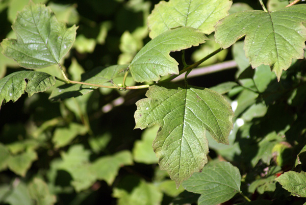 Viburnum opulus